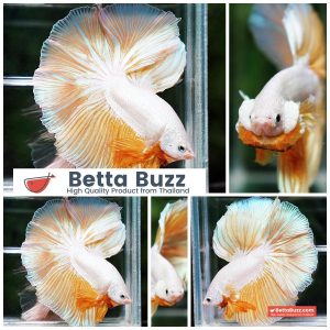 Betta Fish Gold Dragon Flower Tail OHM