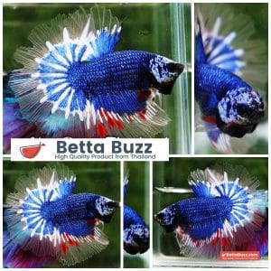 Betta Fish Blue Dragon Startail OHM