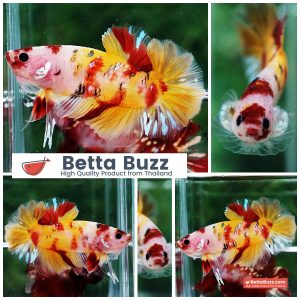 Betta Fish Candy Nemo Yellow Base HMPK