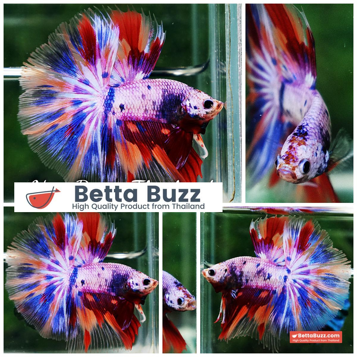 Betta Fish Prince Of Rainbow Magical Pink Candy Marble HM