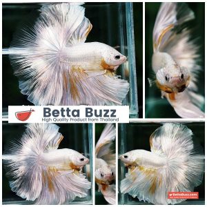 Betta Fish King Of The White Dragon Sparks OHM (Very Large)