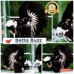Betta fish Killer Shadow Black Star Full Helmet Samurai (Ultra Rare) HM
