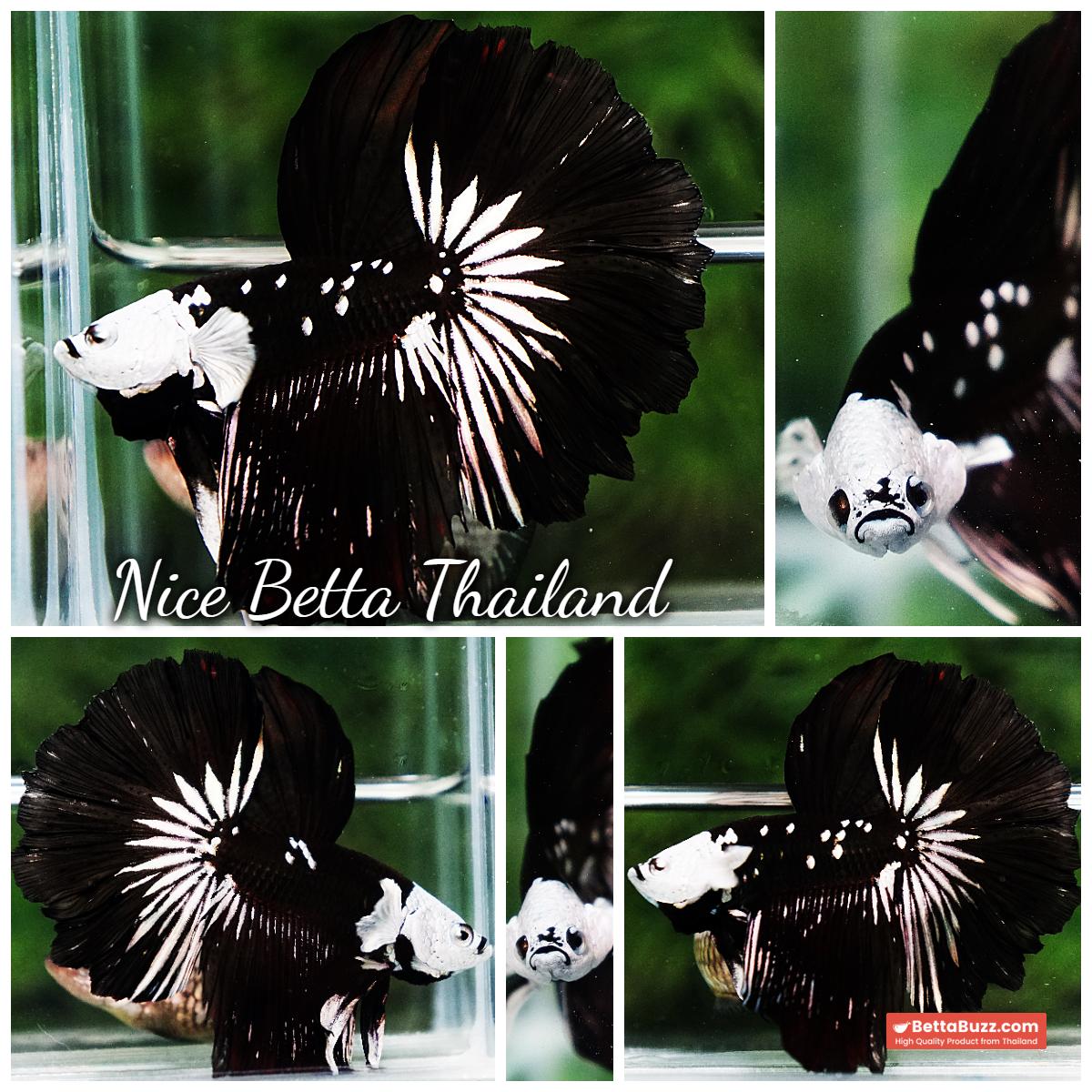 Betta fish Killer Shadow Black Star Full Helmet Samurai (Ultra Rare) HM - Image 7