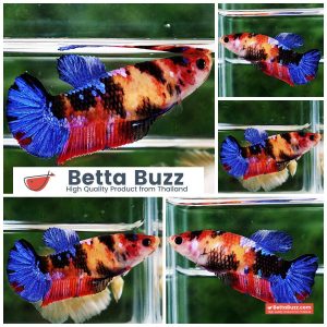 Betta Fish Female Emerald Candy Nemo HMPK