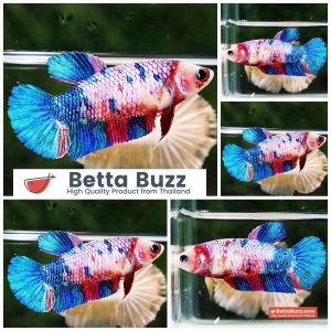 Betta Fish Female Fancy Magical Rainbow HMPK
