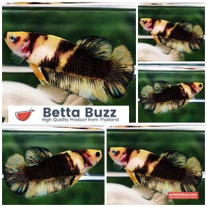 Betta Fish Female Yellow Black Mermaid Koi HMPK