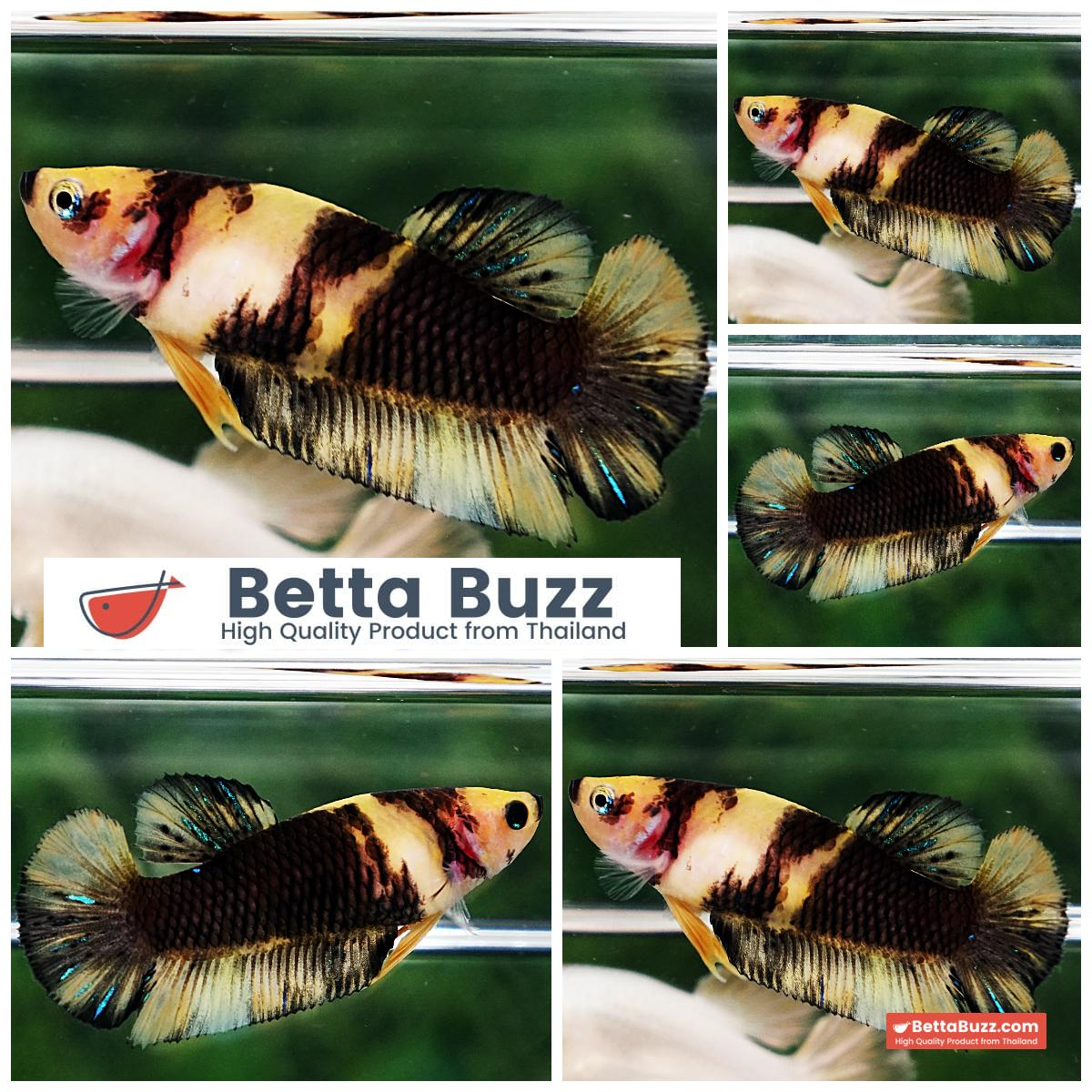 Betta Fish Female Yellow Black Mermaid Koi HMPK