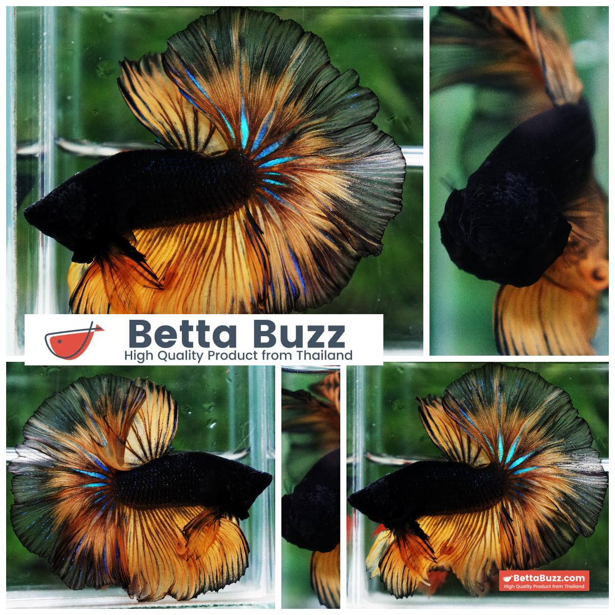 Betta Fish Black Pumpkin Mustard Gas Black Ring Sky Hawk OHM