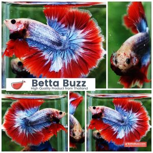 Betta Fish Thailand Flag Sky Hawk OHM