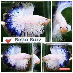 Betta Fish Blue Ring Dragon Sky Hawk OHM