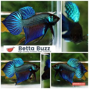 Wild Betta Fish Mahachainis Spade tail