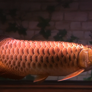 Aee tiew long Rare Arowana
