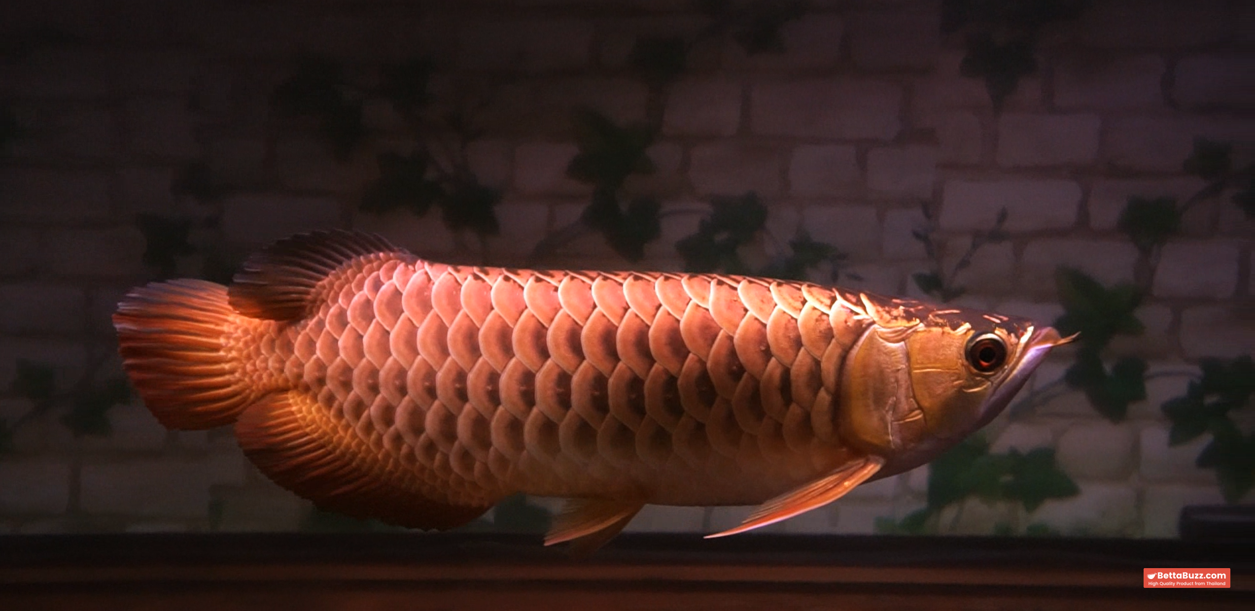 Aee tiew long Rare Arowana