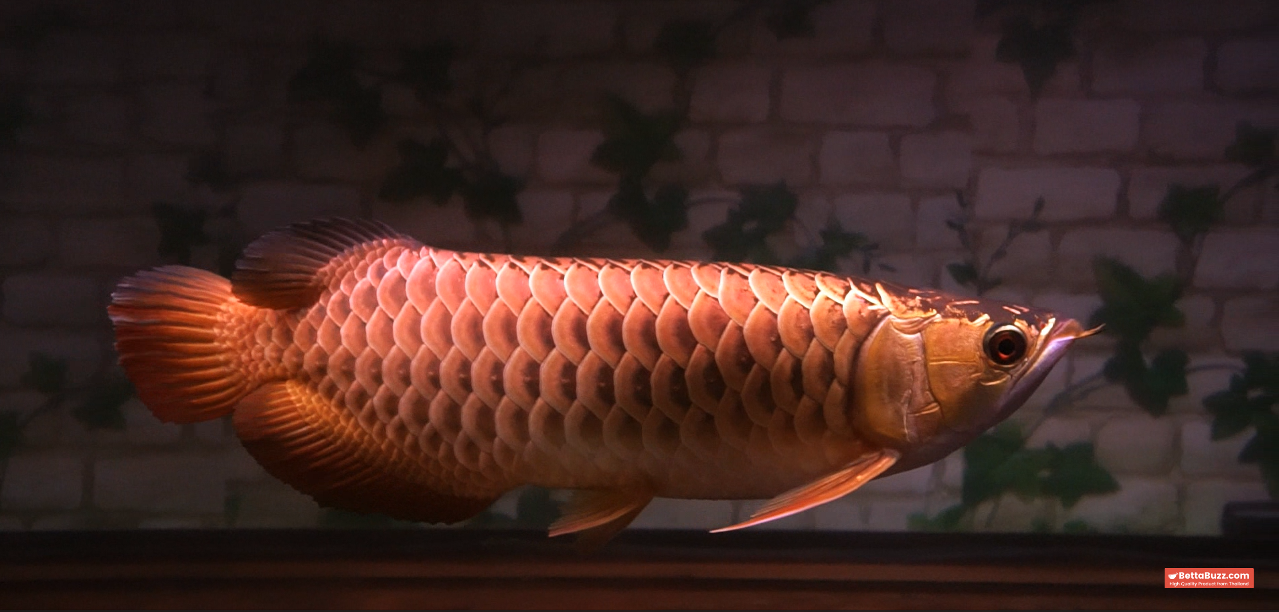 Aee tiew long Rare Arowana