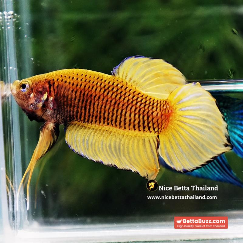 Wild Betta Fish Yellow Benjarong Spade tail