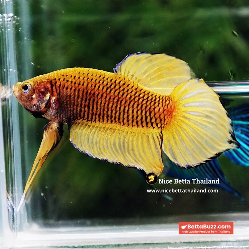 Wild Betta Fish Yellow Benjarong Spade tail - Image 6