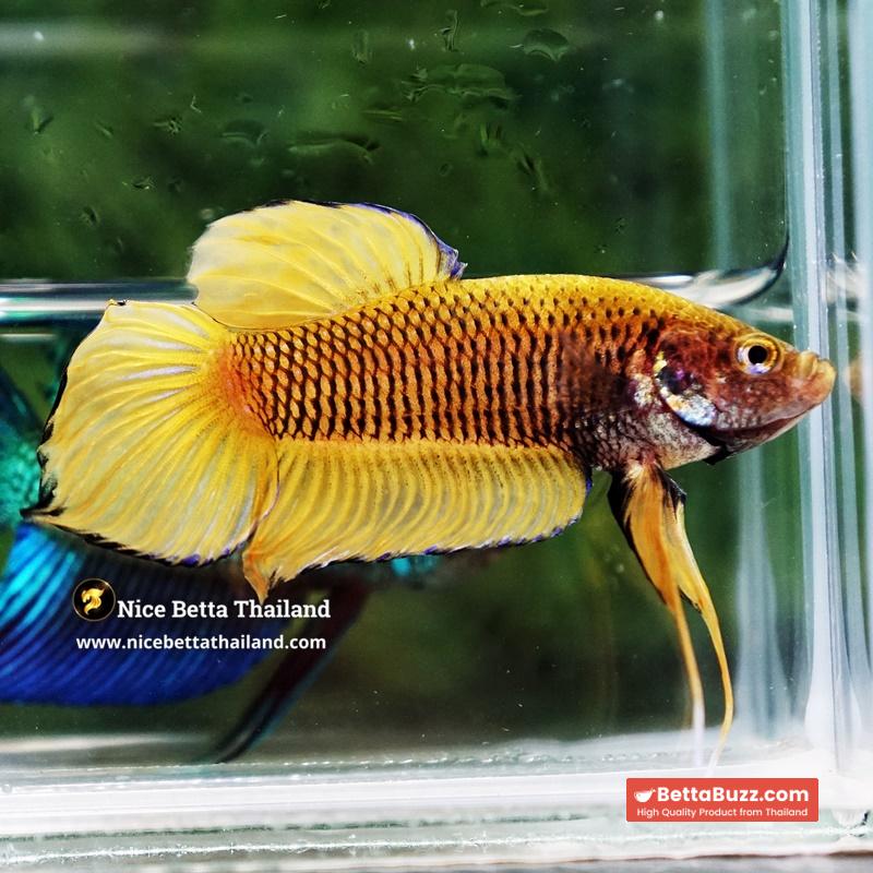 Wild Betta Fish Yellow Benjarong Spade tail - Image 3