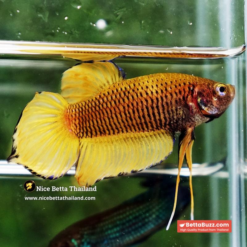 Wild Betta Fish Yellow Benjarong Spade tail - Image 5