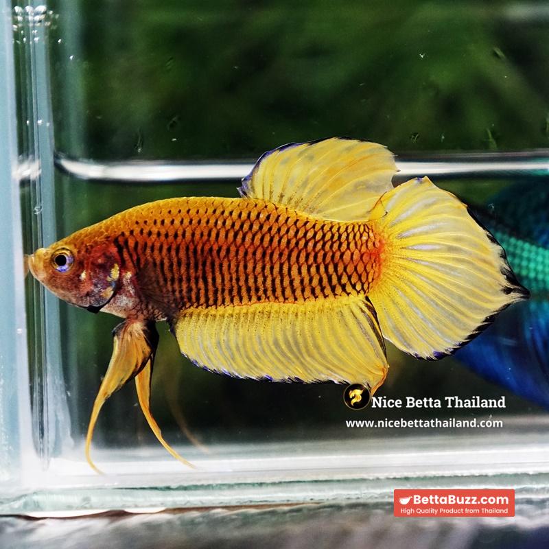 Wild Betta Fish Yellow Benjarong Spade tail - Image 4