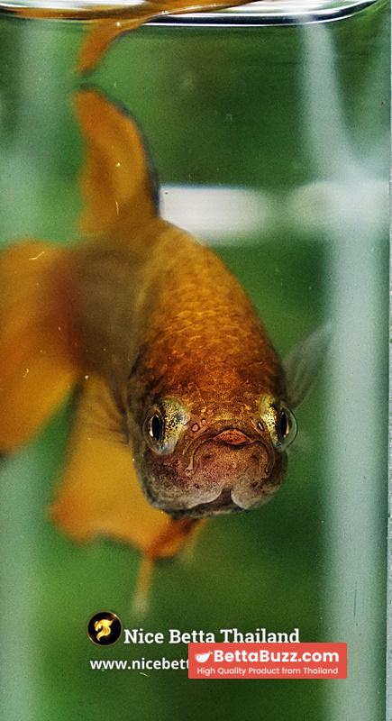 Wild Betta Fish Yellow Benjarong Spade tail - Image 7