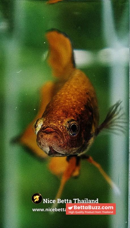 Wild Betta Fish Yellow Benjarong Spade tail - Image 8