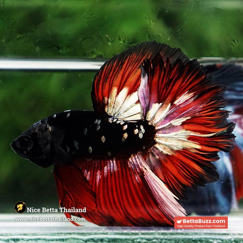 Betta Fish Vampire Copper Avatar Galaxy Rosetail HM - Image 6