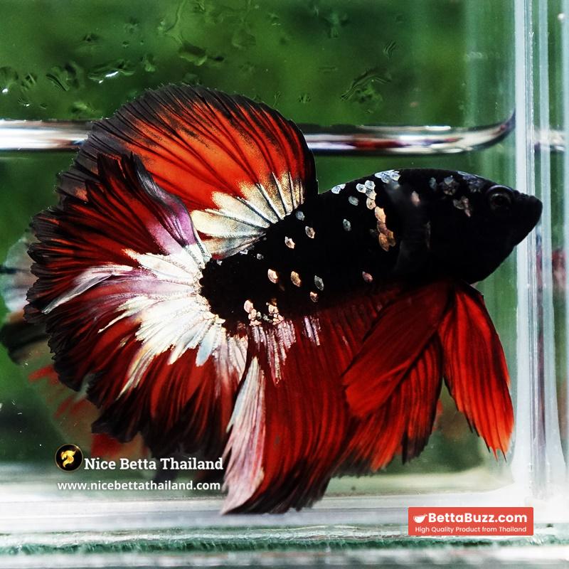 Betta Fish Vampire Copper Avatar Galaxy Rosetail HM - Image 4