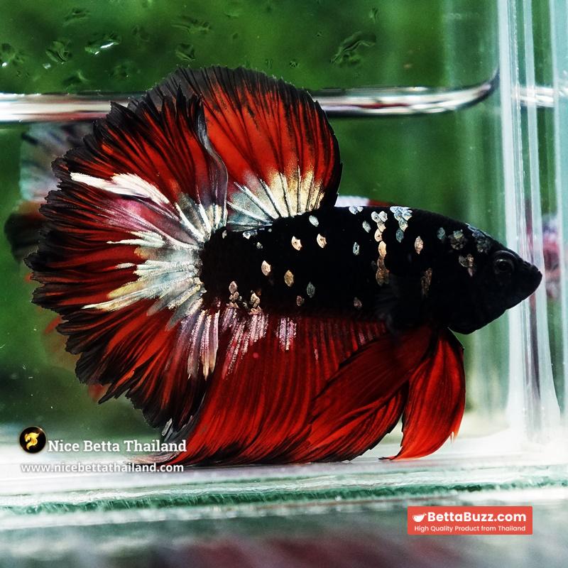 Betta Fish Vampire Copper Avatar Galaxy Rosetail HM - Image 2
