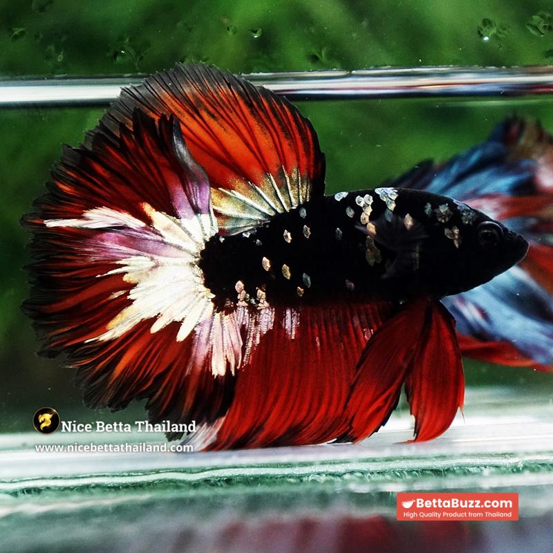 Betta Fish Vampire Copper Avatar Galaxy Rosetail HM - Image 5
