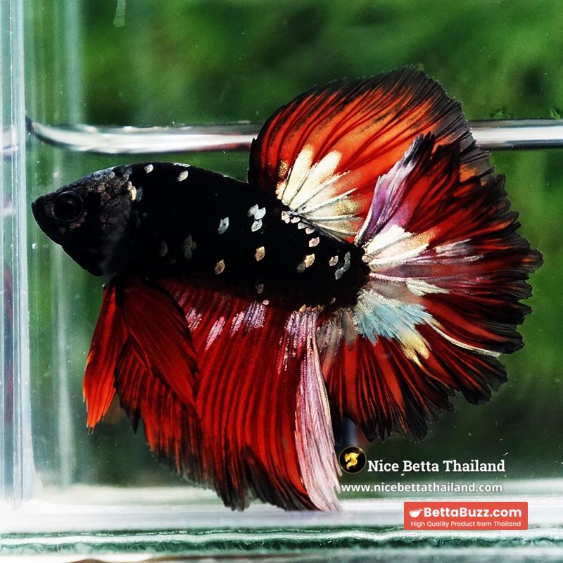 Betta Fish Vampire Copper Avatar Galaxy Rosetail HM - Image 3