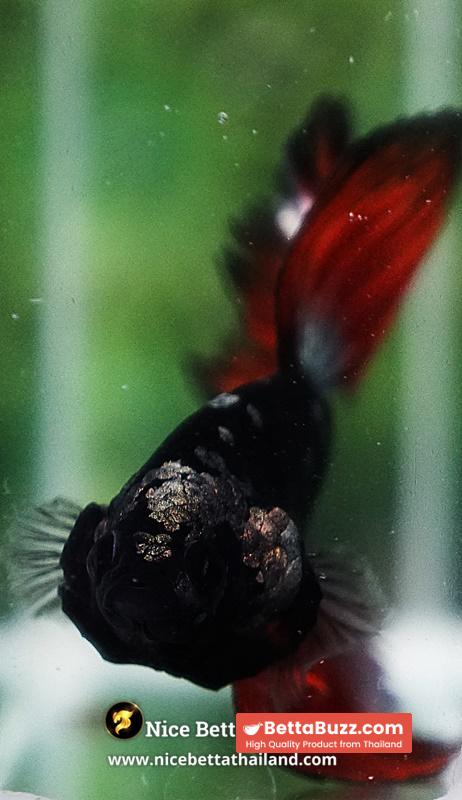 Betta Fish Vampire Copper Avatar Galaxy Rosetail HM - Image 7
