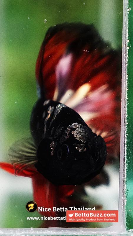 Betta Fish Vampire Copper Avatar Galaxy Rosetail HM - Image 8