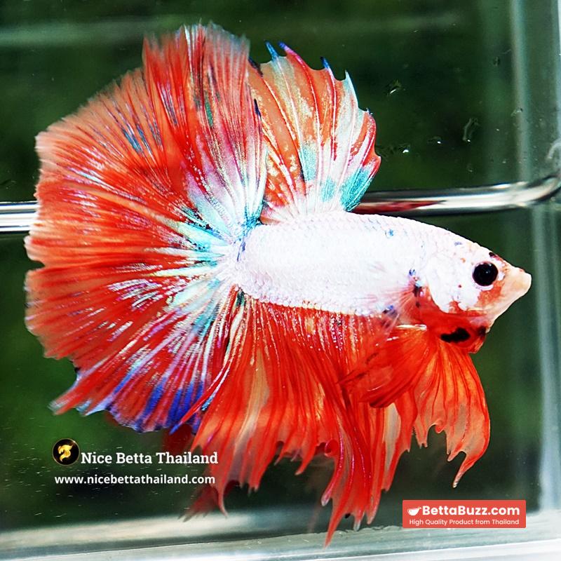 Betta Fish Flame Orange Crystals Dot HM - Image 5