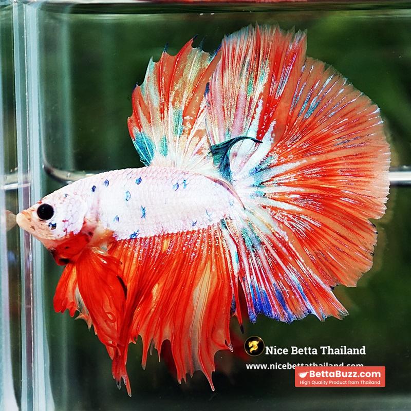 Betta Fish Flame Orange Crystals Dot HM