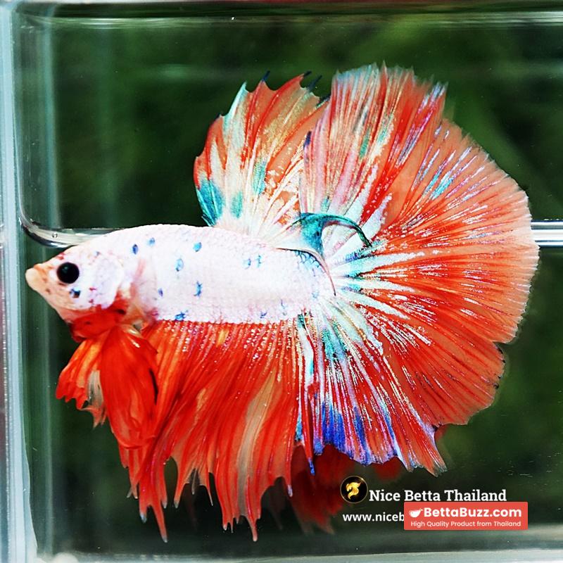 Betta Fish Flame Orange Crystals Dot HM - Image 6
