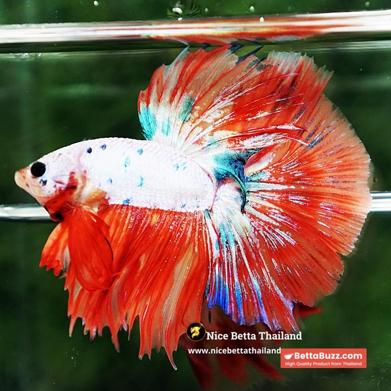 Betta Fish Flame Orange Crystals Dot HM - Image 4