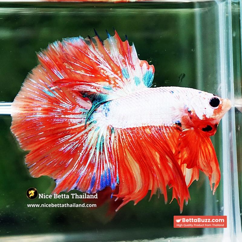 Betta Fish Flame Orange Crystals Dot HM - Image 3