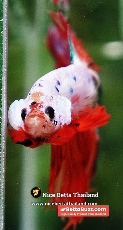 Betta Fish Flame Orange Crystals Dot HM - Image 7