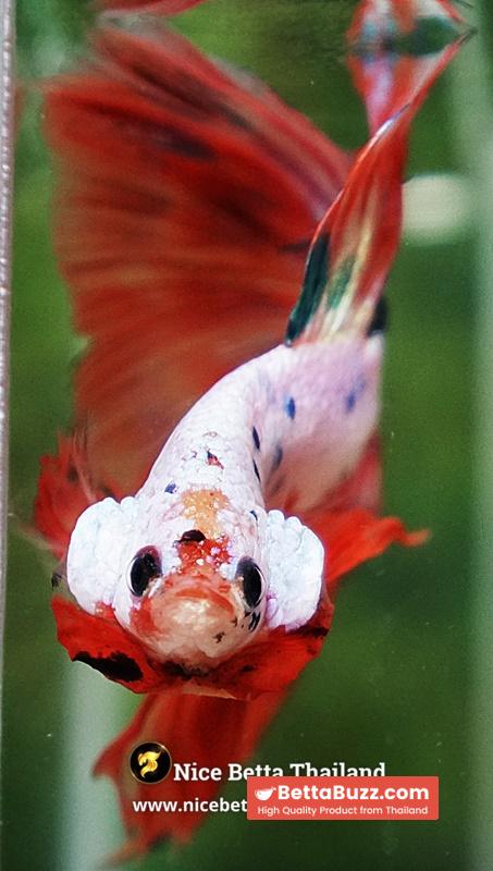 Betta Fish Flame Orange Crystals Dot HM - Image 8