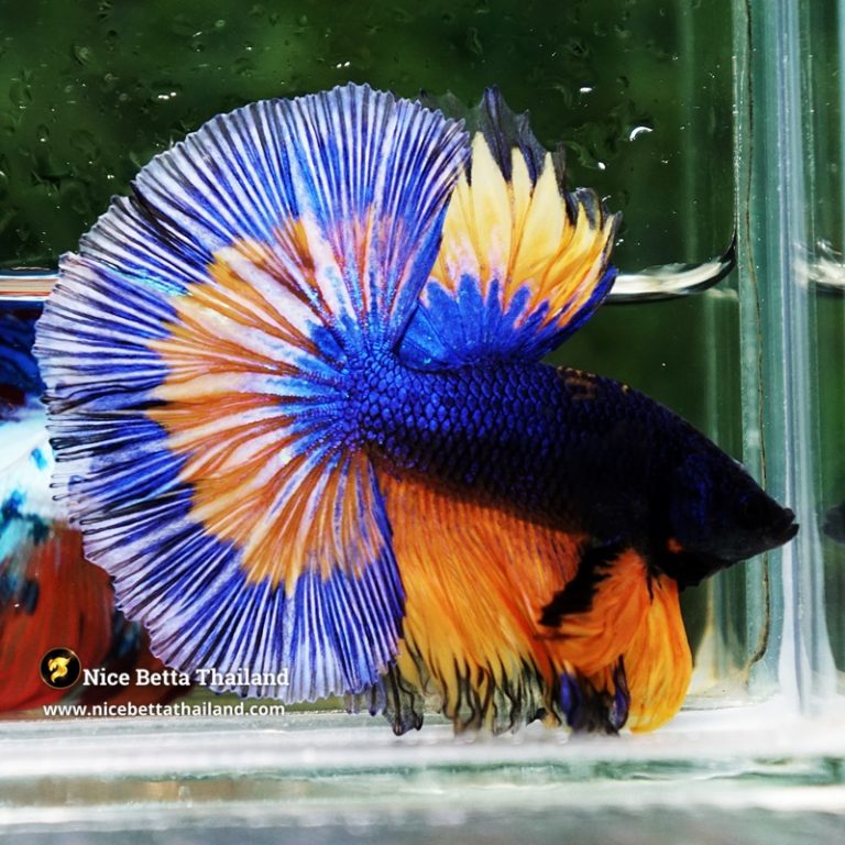 Betta Fish Mirage Blue Mustard Gas Black Ring OHM