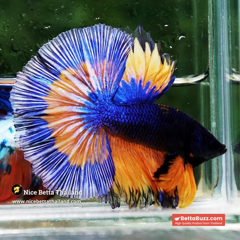 Betta Fish Mirage Blue Mustard Gas Black Ring OHM - Image 2