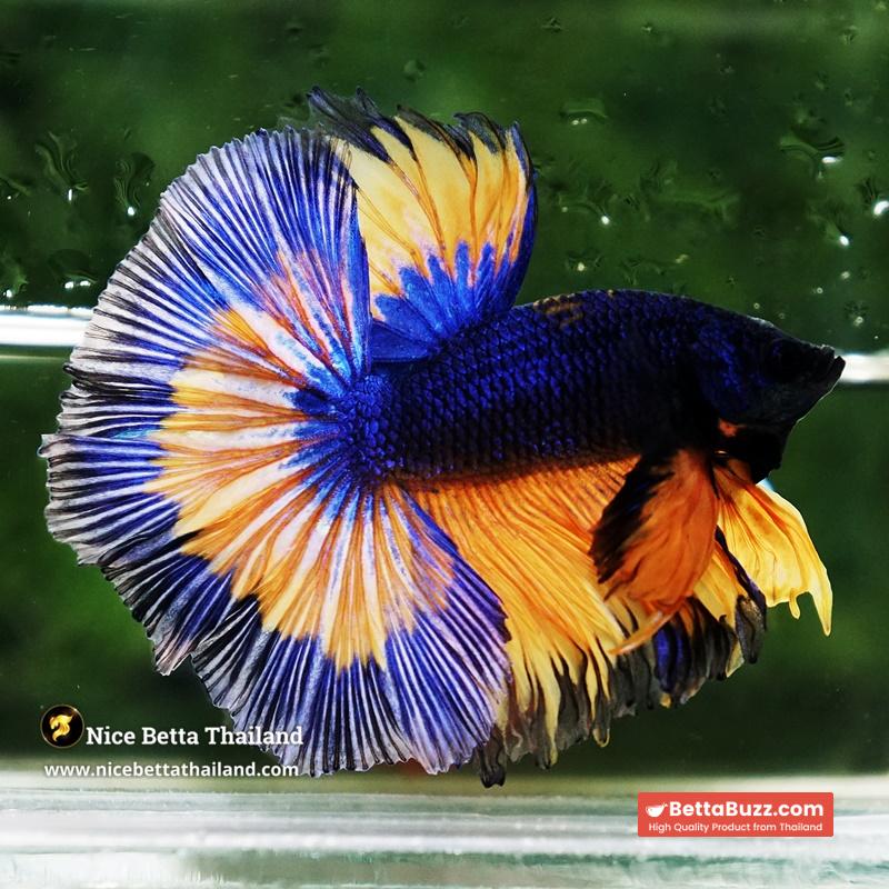 Betta Fish Mirage Blue Mustard Gas Black Ring OHM - Image 4