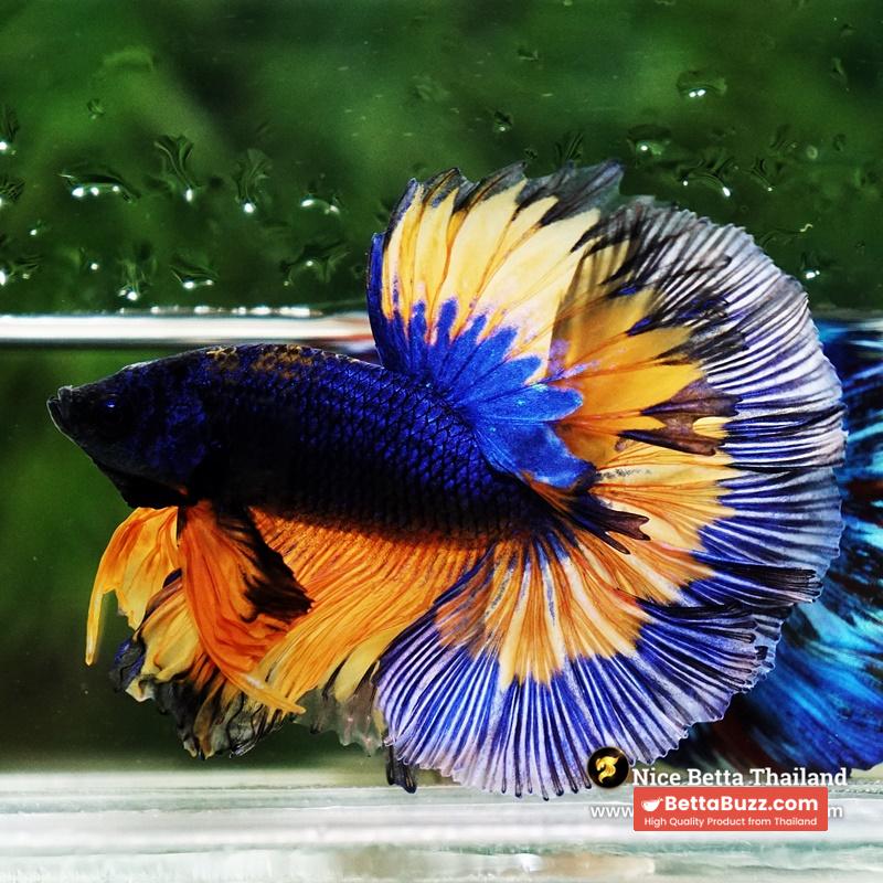 Betta Fish Mirage Blue Mustard Gas Black Ring OHM - Image 5