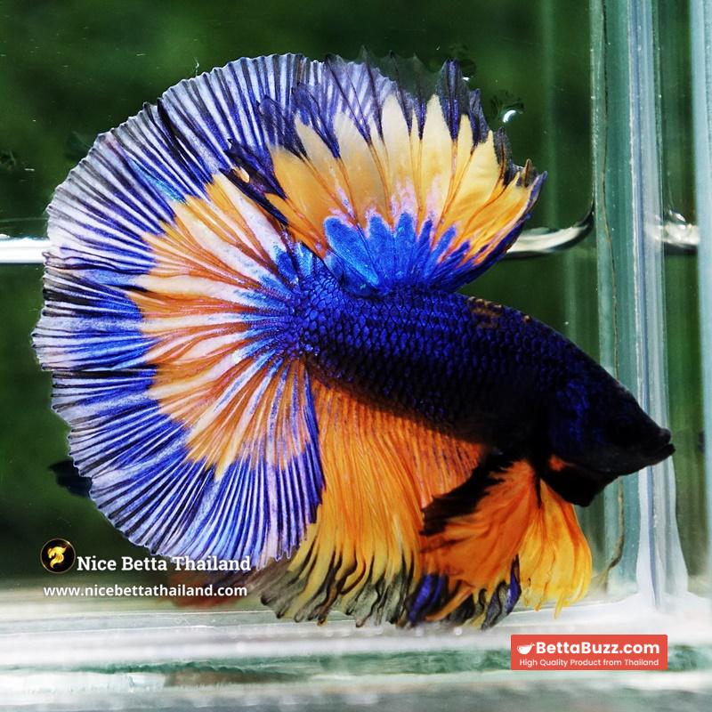 Betta Fish Mirage Blue Mustard Gas Black Ring OHM - Image 6
