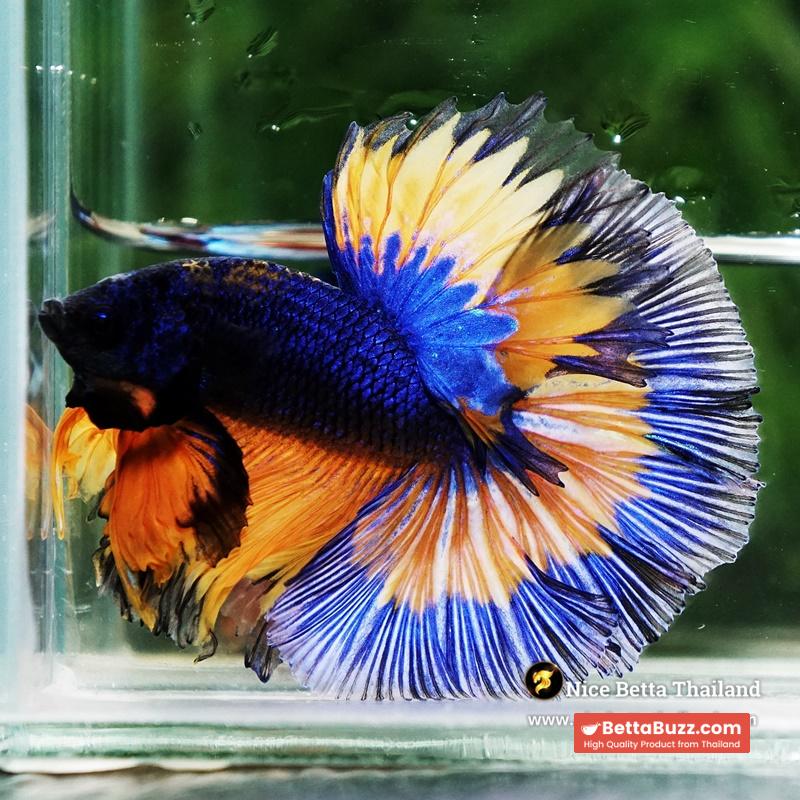 Betta Fish Mirage Blue Mustard Gas Black Ring OHM - Image 3