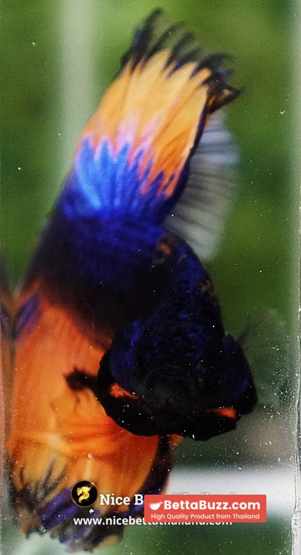 Betta Fish Mirage Blue Mustard Gas Black Ring OHM - Image 7