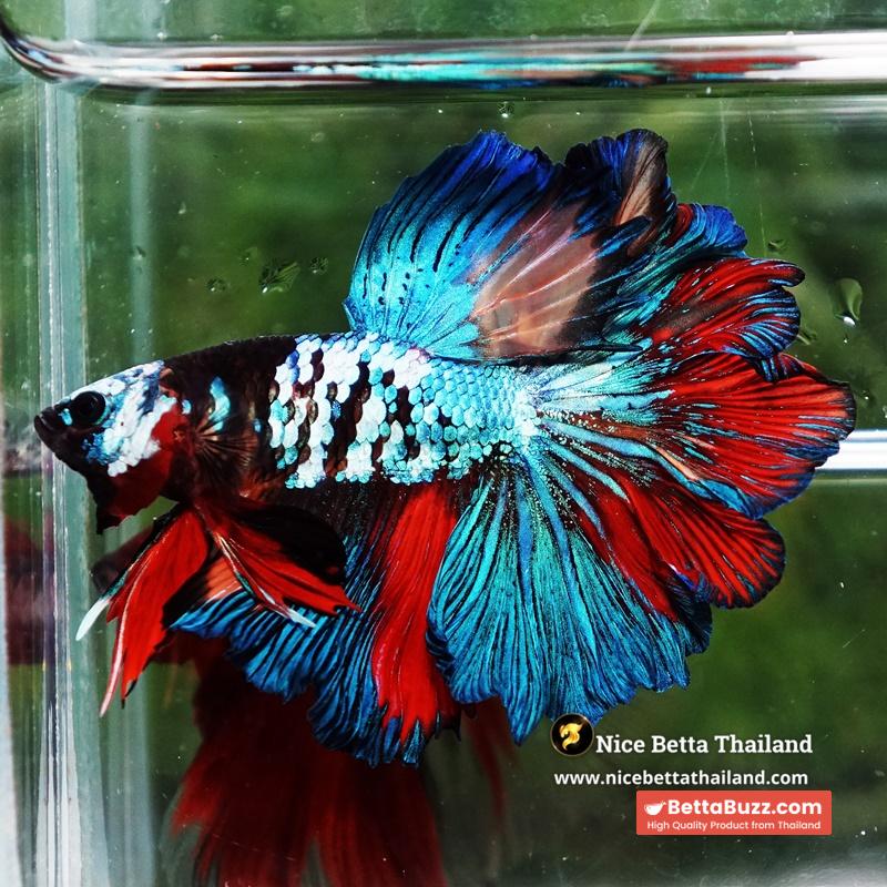 Betta Fish Thunder warrior Black Scaft White Helmet Feathertail OHM - Image 5