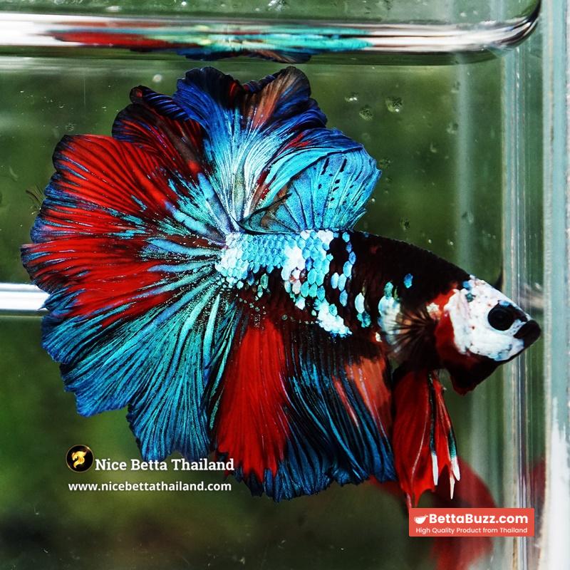 Betta Fish Thunder warrior Black Scaft White Helmet Feathertail OHM - Image 6