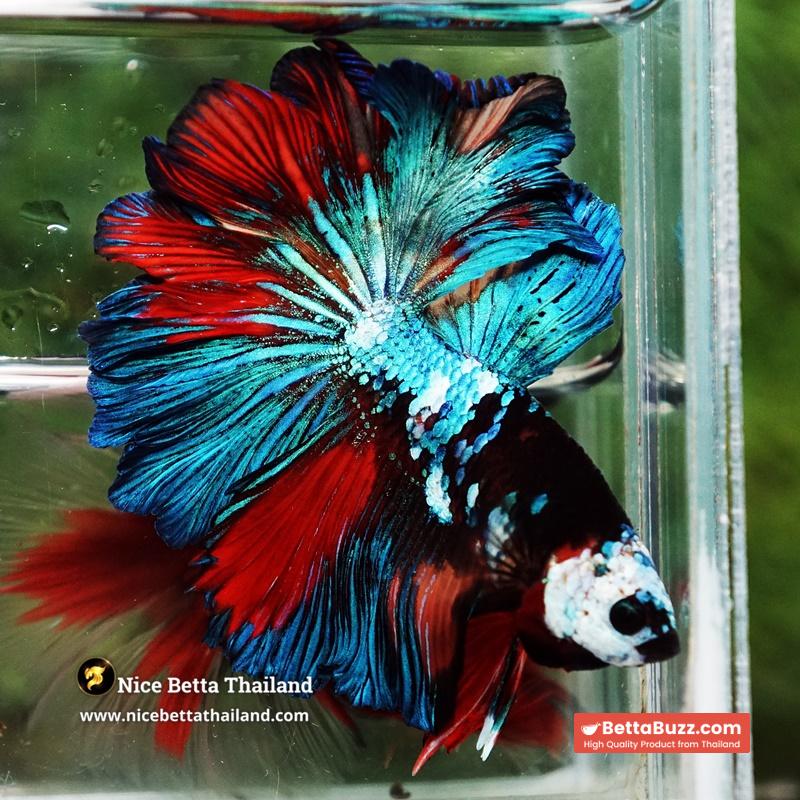 Betta Fish Thunder warrior Black Scaft White Helmet Feathertail OHM - Image 7