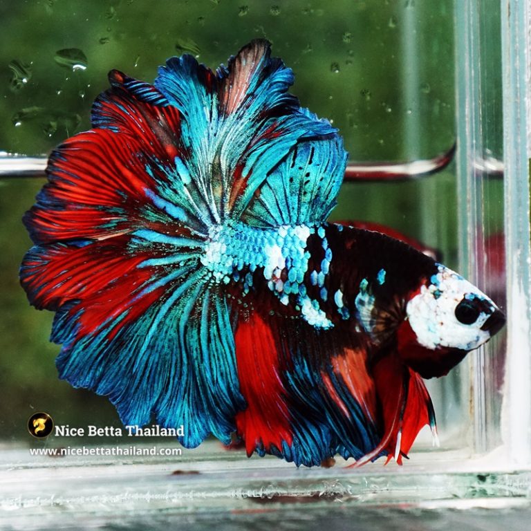 Betta Fish Thunder warrior Black Scaft White Helmet Feathertail OHM
